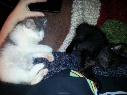 Foster Kittens