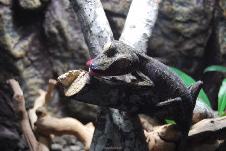 Leaf-Tailed Gecko